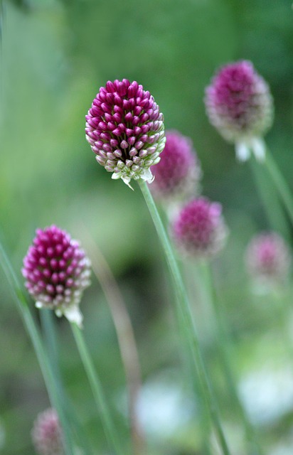 Free Drumstick Allium Pink Flowers photo and picture