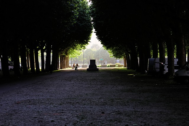 Árboles, Avenida, Sendero, Luz, Sombra
