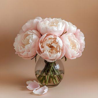 Free Peonies Bouquet photo and picture