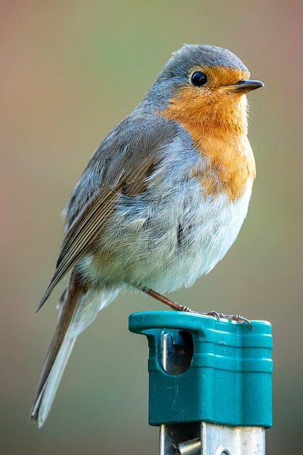 Free Bird Robin photo and picture
