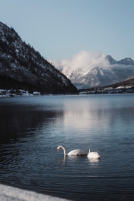 Free Lake Swan photo and picture