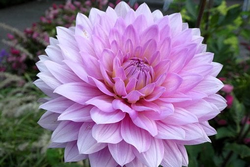 Dália, Flor, Rosa, Jardim, Detalhe