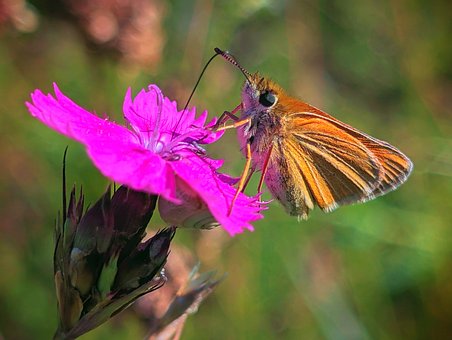 Vlinder, Macro, Insect, Vleugels