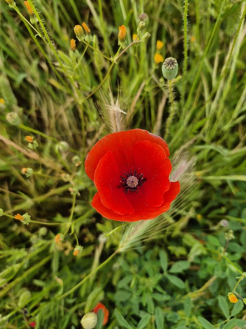 Free Poppy Red photo and picture