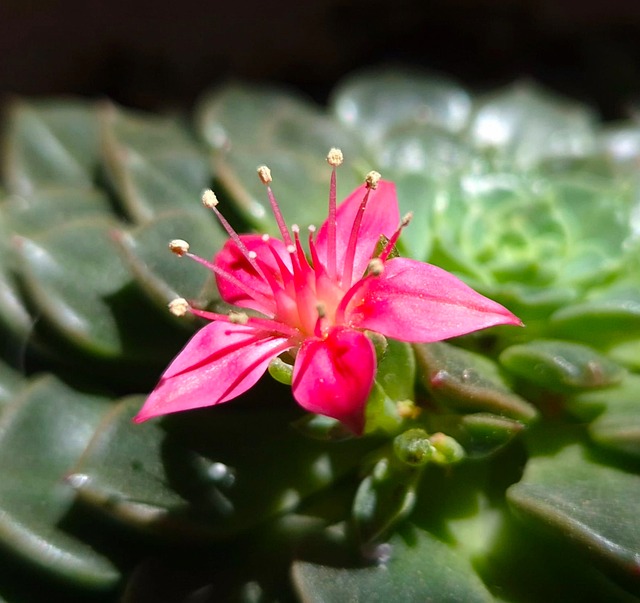 Free Succulent Pink Bloom photo and picture