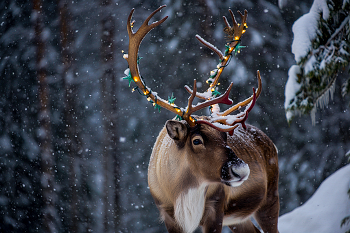 Rensdyr, Vinter, Sne, Lys, Skov, Natur