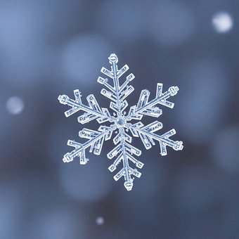 Snefnug, Makrofotografering, Vinter