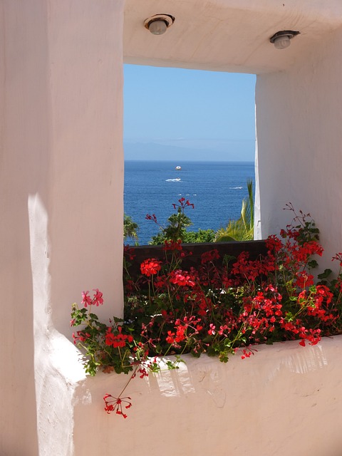 Aussicht, Blumen, Rote Blumen, Urlaub