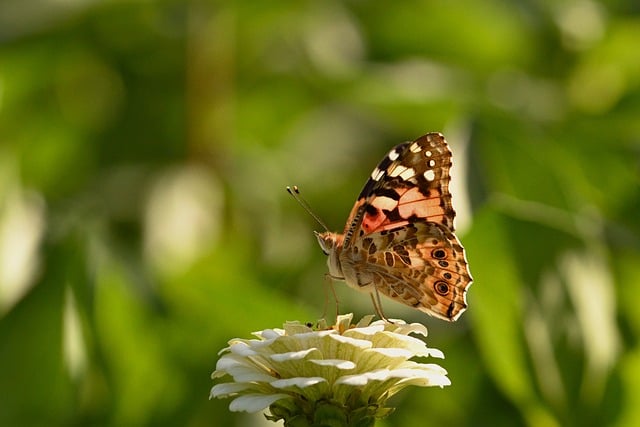 Free Painted Lady Butterfly photo and picture