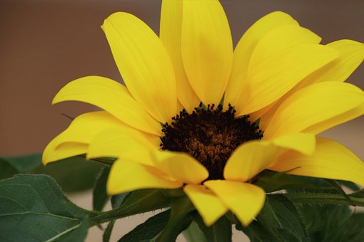 Girassol, Amarelo, Natureza, Folhas
