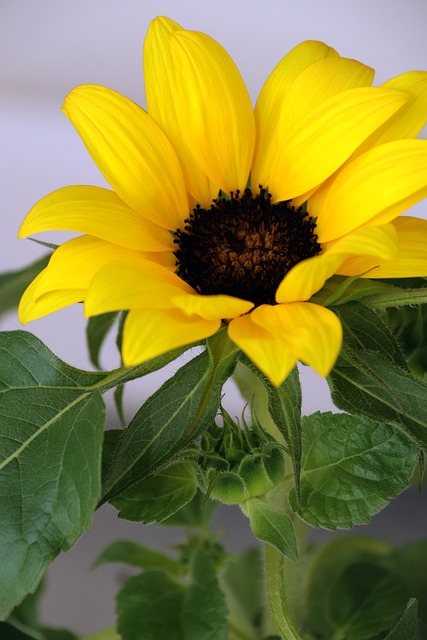 Girassol, Flor, Natureza, Florescer
