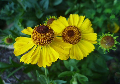 Free Helenium Yellow Flower photo and picture