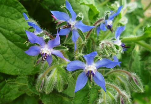 Free Borage Edible Plant photo and picture