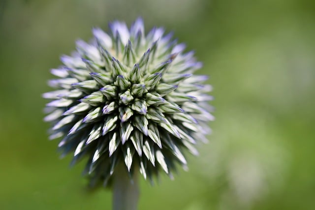 Free Globe Thistle Plant photo and picture