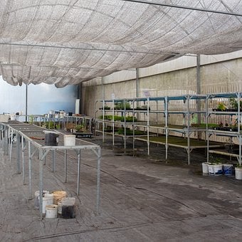 Estufa, Jardinagem, Plantas, Ecologia