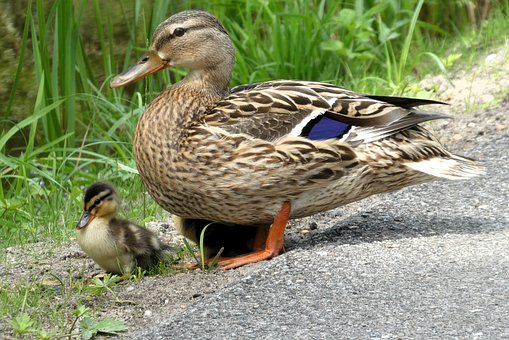 Pato, Patinho, Cuidado Maternal
