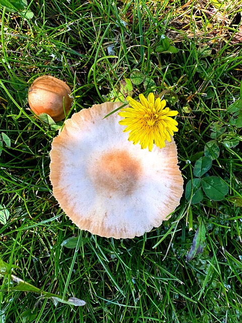 Ciupercă, Păpădie, Natură, Iarbă, Floare