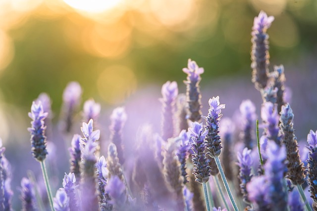 Blomst, Lavendel, Natur, Lilla