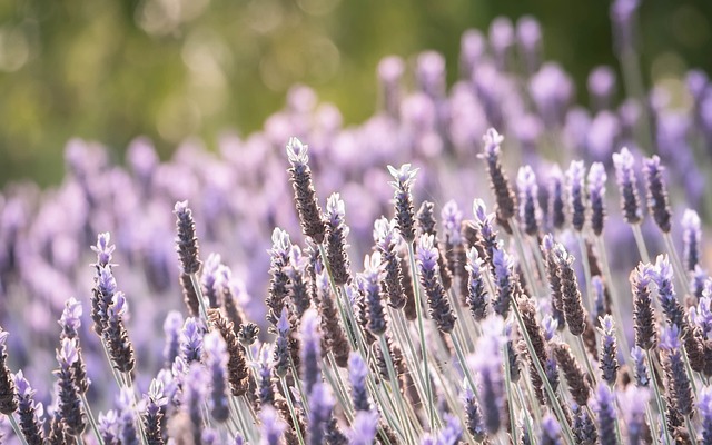 Natur, Blomst, Lavendel, Lilla
