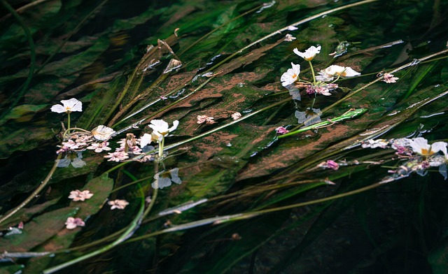 Natur, Vandplanter, Vandblomster, Dam