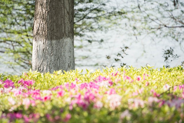 Træ, Blomst, Blomstereng, Have, Natur