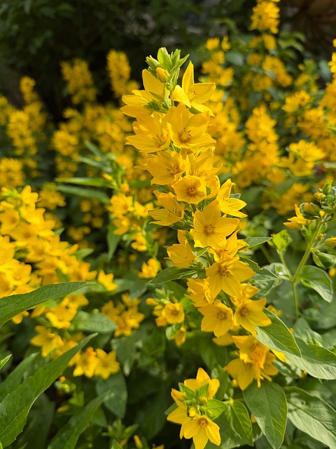 Free Flower Yellow photo and picture