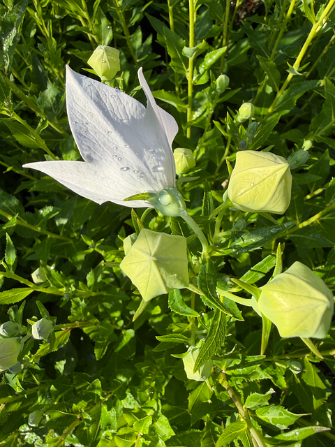 Free Balloon Flower White photo and picture