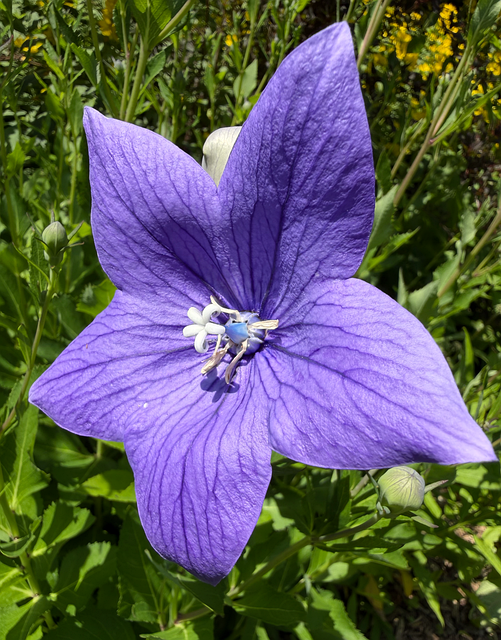 Free Balloon Flower Blue photo and picture
