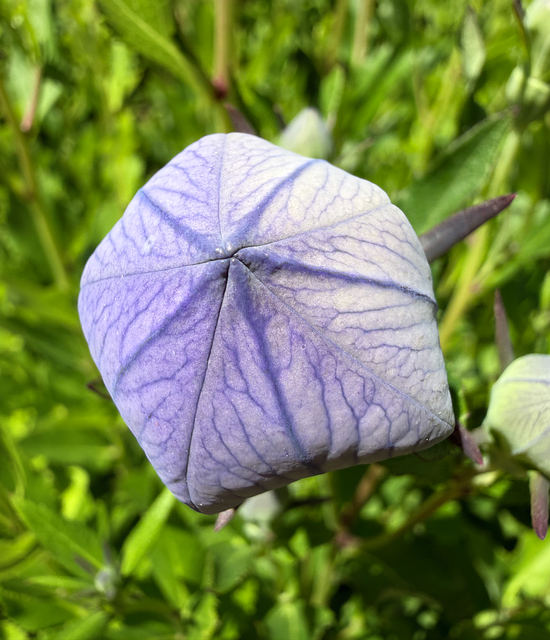 Free Flower Balloon Flower photo and picture