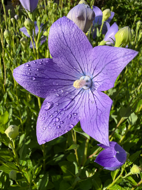 Free Balloon Flower Raindrops photo and picture