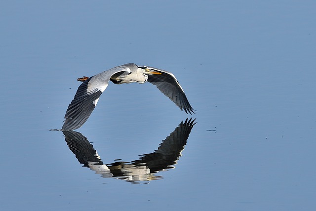 Flyvning, Hejre, Fugl, Vinger
