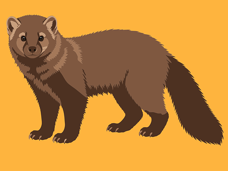 Free Fisher Pekania Pennanti vector and picture