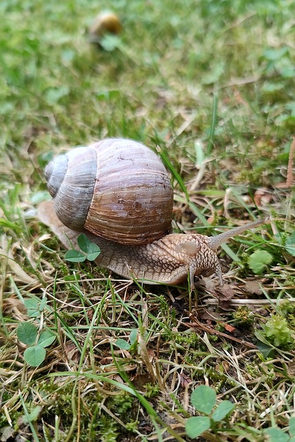 Free Snail Nature photo and picture