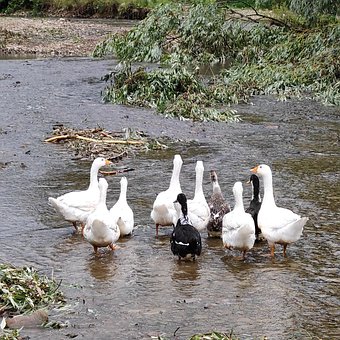 Free Geese Nature photo and picture