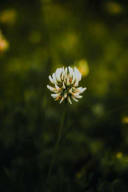 Klee, Natur, Grün, Glück, Wiese, Blume