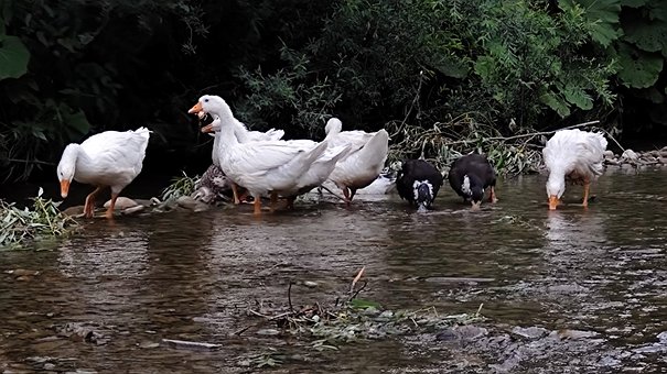 Free Geese Nature photo and picture
