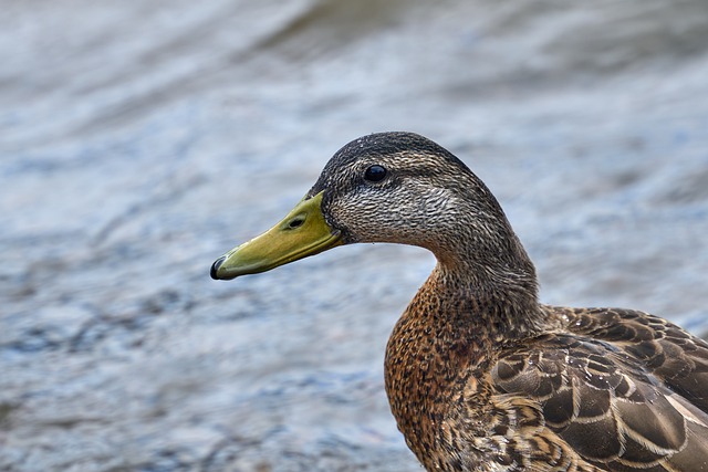 Free Mallard Duck Duck photo and picture