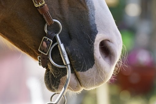 Cavalo, Rédea, Nariz, Couro, Detalhe