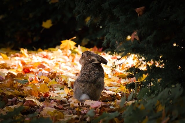 Hase, Herbst, Natur, Wald, Blätter, Wild