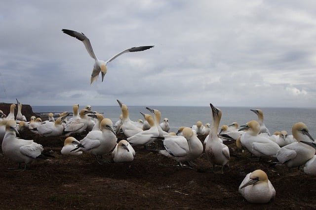 Vögel, Natur, Seevögel, Vogelkunde