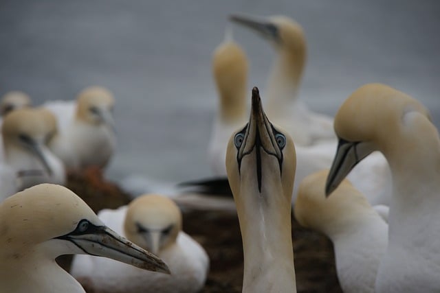 Vögel, Basstölpel, Helgoland, Seebird