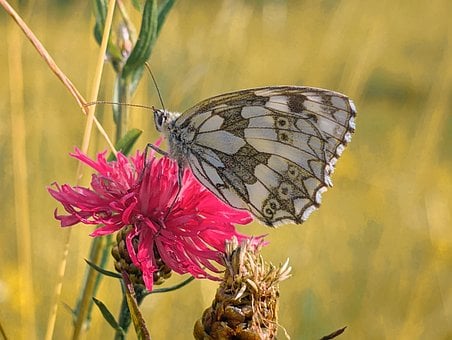 Vlinder, Macro, Natuur, Zomer, Vleugels