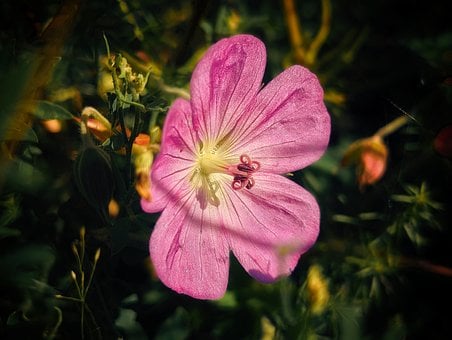 Bloem, Roze, Bloemblad, Zonlicht, Macro