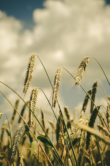 Download free HD stock image of Wheat Grain Free Wheat Grain photo and picture