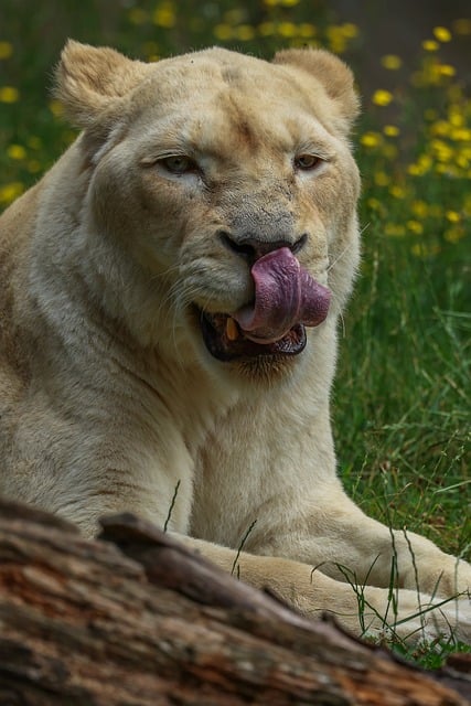 Free Lion Animal photo and picture