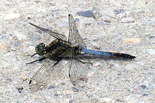 Libélula, Inseto, Natureza, Detalhe