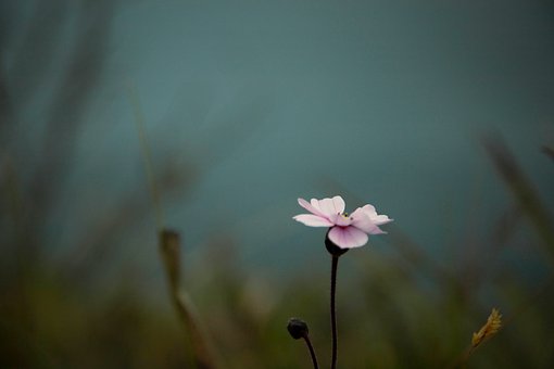 Free Flower Pink photo and picture