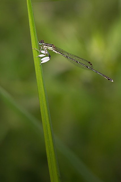 Libelle, Natur, Insekt, Flügel, Makro