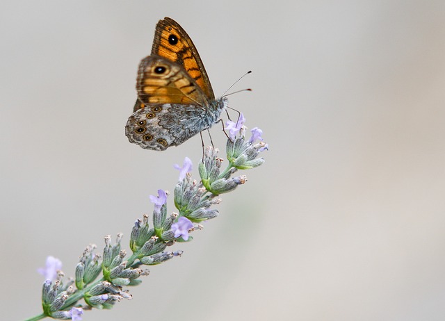Free Butterfly Lavender photo and picture