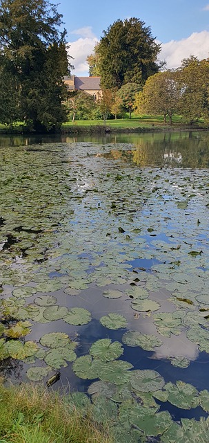 Free Water Lilies Pond photo and picture